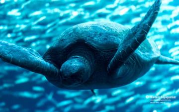 Green Turtle Wallpaper Monterey Bay Aquarium