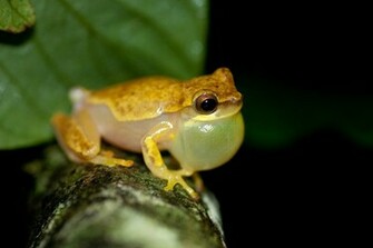 Tree Frog Pictures Wallpaper Of
