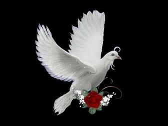 Dove Wallpaper HD High Definition For Desktop