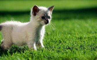 White Kitten Wallpaper Stock Photos
