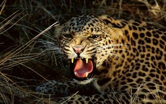 HD Animal Wallpaper