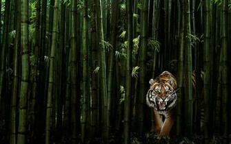 HD Bamboo Plant Wallpaper