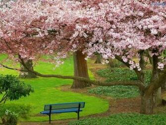 New Sakura Blossom Wallpaper And Cat Fresh Cherry