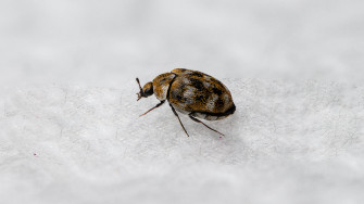 Carpet Beetles Life Cycle Wallpaper