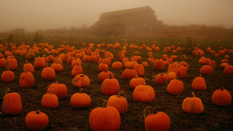 Wallpaper Pumpkin Patch HD Background Desktop