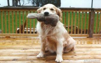 Clubs Dogs Image Title Yellow Lab Shows Off Toy Wallpaper
