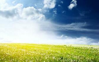 Flower Field Wallpaper Best