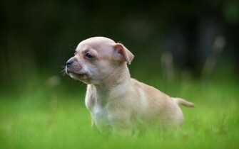 Puppy Desktop Wallpaper High Definition Quality