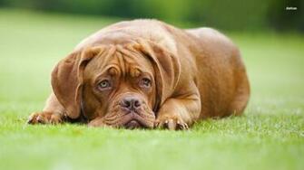 Dogue De Bordeaux Wallpaper