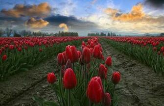 Field Of Tulips Wallpaper