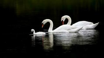 Swan Wallpaper Animals HD Desktop