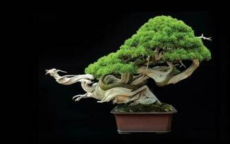 Bonsai Tree Wallpaper