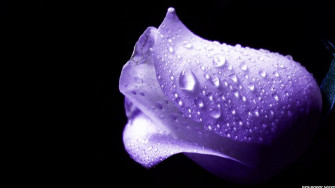 Purple Roses Background Wallpaper