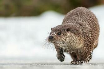 Otter Computer Wallpaper Desktop Background