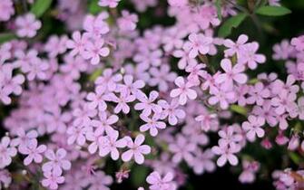 Small Purple Flowers Wallpaper