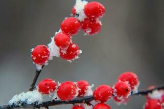 Winter Berries By Darkstarcrashes