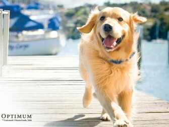 Golden Retrievers Video