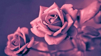 Top Rose Gold Aesthetic Wallpaper Full HD 4k To Use