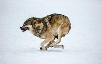 Run Wolf HD Desktop Wallpaper Widescreen High