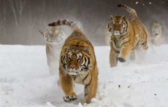 Siberian Tigers 4k HD Wallpaper Image