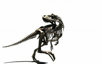 Fonds D Cran T Rex Tous Les Wallpaper