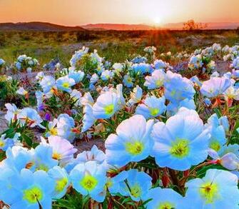 Desert Spring Wallpaper
