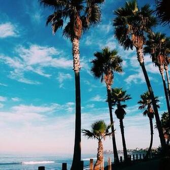 Beautiful Palm Trees Wallpaper Lockscreen Image By