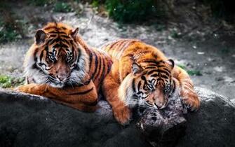 Wallpaper Wild Tigers