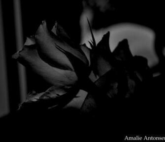 Dark Gothic Background Astonishing Rose Wallpaper