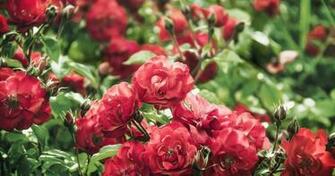 Roses Flowers Wallpaper 4k Ultra HD Ololoshenka