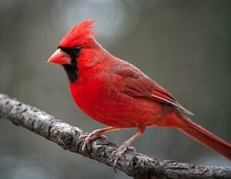 Northern Cardinal Birds Wallpaper Creative