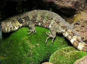 Lizards Image Chinese Crocodile Lizard Wallpaper And