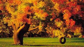 Autumn Trees Wallpaper