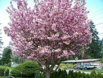 Trees Image Cherry Blossom Tree Wallpaper Photos