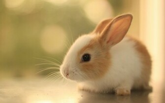 Cute Animal Full HD Wallpaper Digitalhint Net