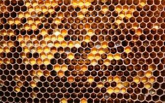 Honey Honeycomb Wallpaper Myspace Background