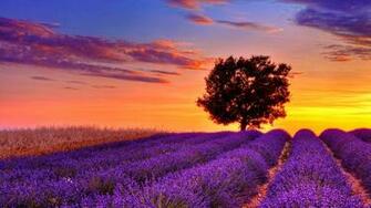 Wallpaper Outstanding HD Of Sunset Field