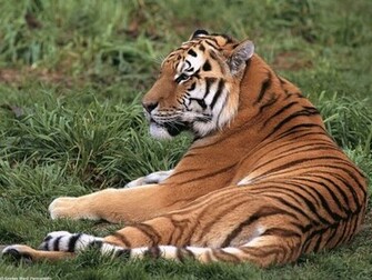 Laid Back Tiger Screensaver Screensavers
