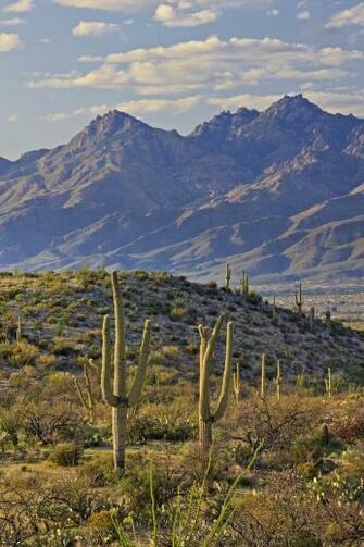 Wallpaper Background Mountain Landscape Saguaro National Park