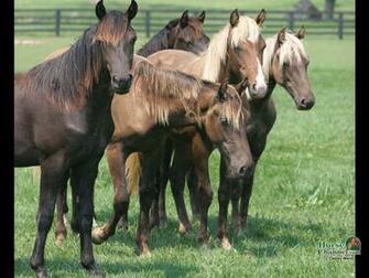 Rocky Mountain Horse Screensaver And Desktop Wallpaper