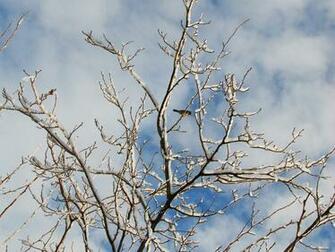 Wallpaper Snow Winter Tree Branches Birds HD Background