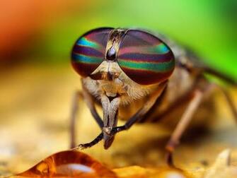 Insects Wallpaper