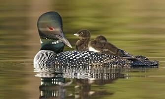 Loons HD Wallpaper