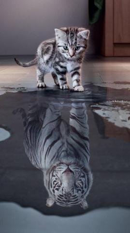 Tiger White Kitten Wallpaper Image Cute Animals