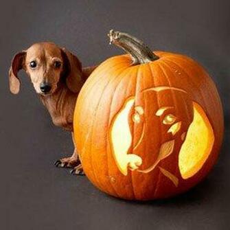 Cute Halloween Dachshund Photo And Wallpaper Beautiful
