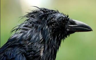 Crow HD Wallpaper Birds