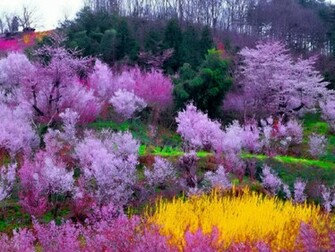 Purple Trees Wallpaper HD Desktopinhq