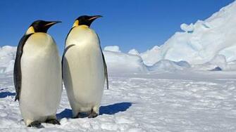 Emperor Penguin Wallpaper X Net