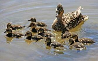 HD Ducks Wallpaper With Swimming Background Pictures