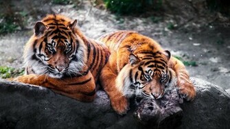 Beautiful Animals Wallpaper For Desktop